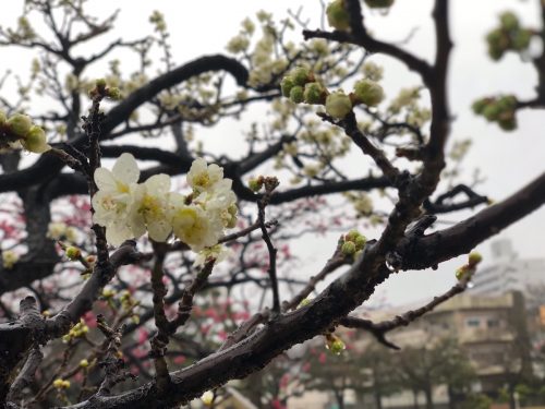 福島市 新浜公園の梅 2018年3月22日