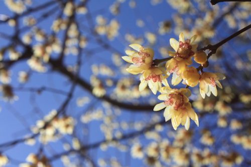 福島県福島市 花見山公園の情報2018年3月6日 IMG_9972