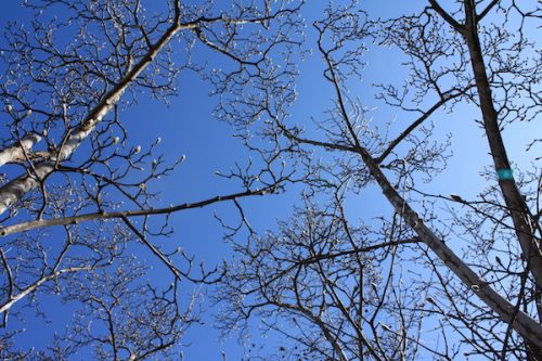 福島県福島市 花見山公園の情報2018年3月6日 IMG_9981