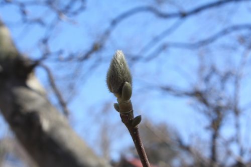 福島県福島市 花見山公園の情報2018年3月6日 IMG_9982