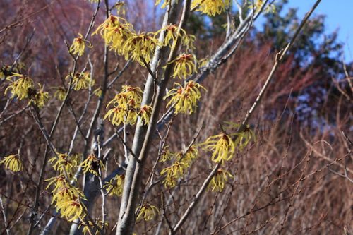 福島県福島市 花見山公園の情報2018年3月6日 IMG_9984