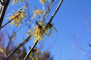 福島県福島市 花見山公園の情報2018年3月6日 IMG_9985