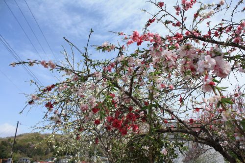 福島県福島市 花見山公園の情報2018年4月16日 IMG_0692