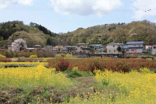 福島県福島市 花見山公園の情報2018年4月16日 IMG_0693