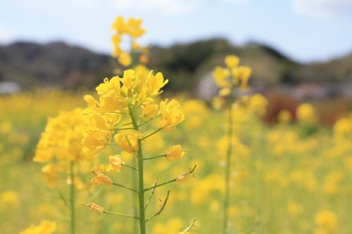 福島県福島市 花見山公園の情報2018年4月16日 IMG_0694