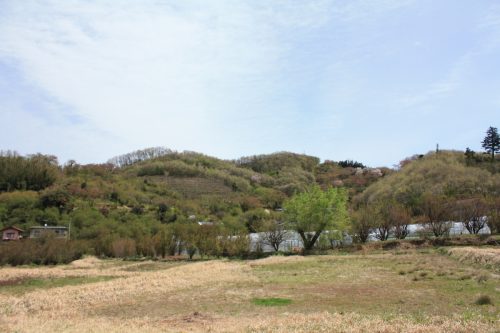 福島県福島市 花見山公園の情報2018年4月16日 IMG_0695