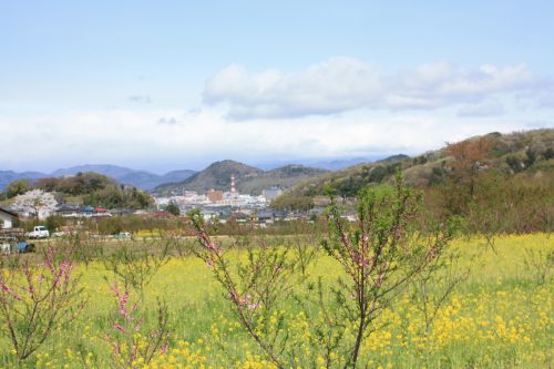 福島県福島市 花見山公園の情報2018年4月16日 IMG_0697