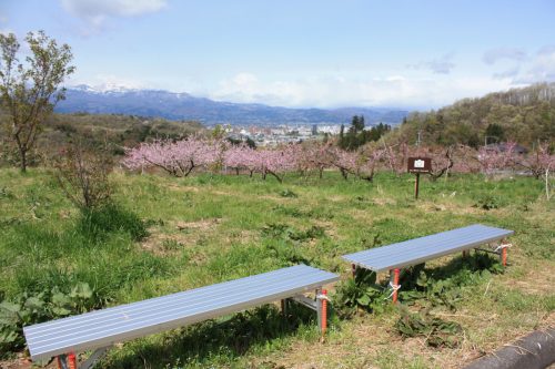 福島県福島市 花見山公園の情報2018年4月16日 IMG_0698