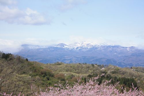 福島県福島市 花見山公園の情報2018年4月16日 IMG_0699