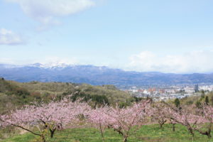 福島県福島市 花見山公園の情報2018年4月16日 IMG_0700