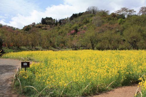 福島県福島市 花見山公園の情報2018年4月16日 IMG_0702