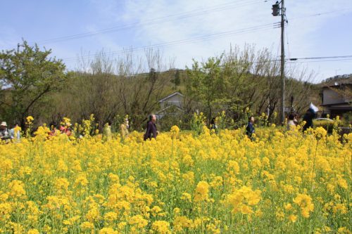 福島県福島市 花見山公園の情報2018年4月16日 IMG_0703