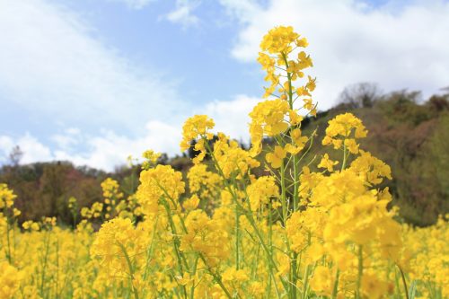 福島県福島市 花見山公園の情報2018年4月16日 IMG_0704