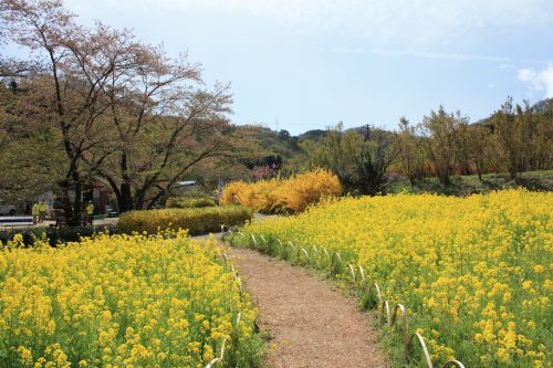 福島県福島市 花見山公園の情報2018年4月16日 IMG_0705