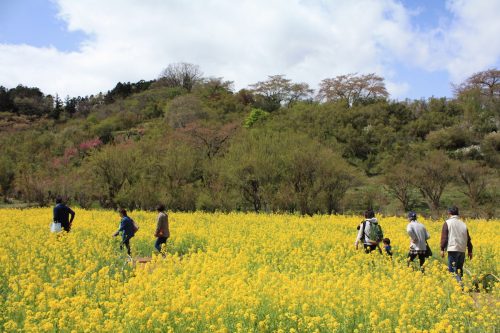 福島県福島市 花見山公園の情報2018年4月16日 IMG_0707