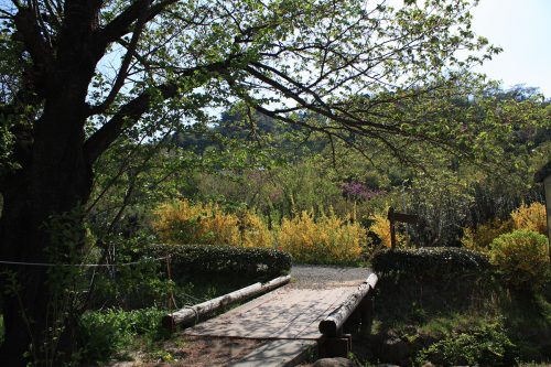 福島県福島市 花見山公園の情報2018年4月20日 IMG_0716