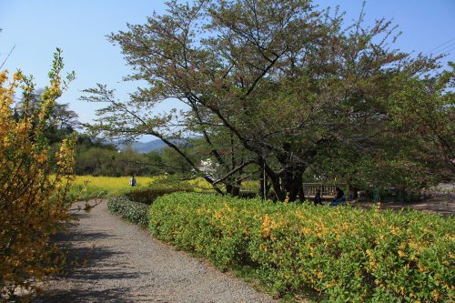 福島県福島市 花見山公園の情報2018年4月20日 IMG_0717