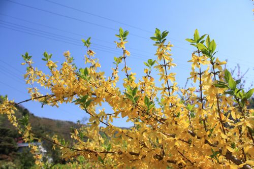 福島県福島市 花見山公園の情報2018年4月20日 IMG_0718