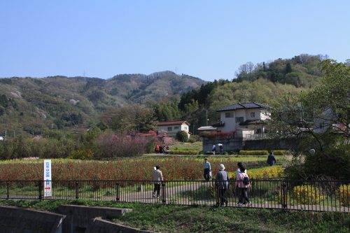 福島県福島市 花見山公園の情報2018年4月20日 IMG_0719