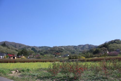 福島県福島市 花見山公園の情報2018年4月20日 IMG_0720