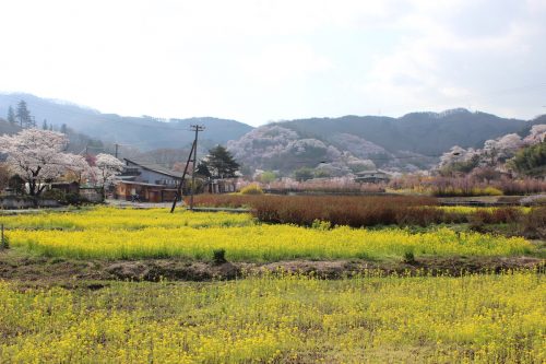 福島県福島市 花見山公園 2018年4月4日 IMG_7917