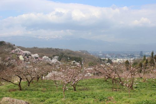 福島県福島市 花見山公園 2018年4月4日 IMG_7919