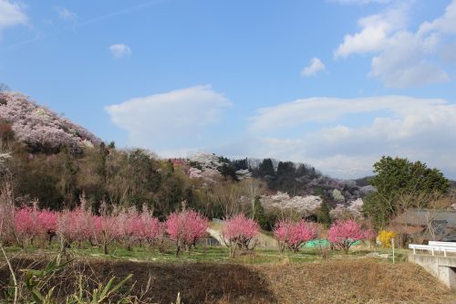 福島県福島市 花見山公園 2018年4月4日 IMG_7922