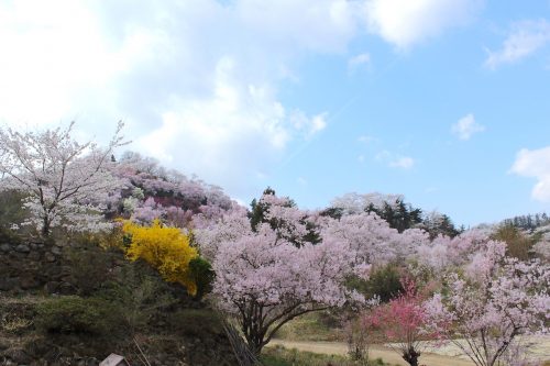 福島県福島市 花見山公園 2018年4月4日 IMG_7927