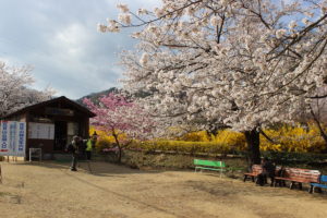 福島県福島市 花見山公園 2018年4月4日 IMG_7931