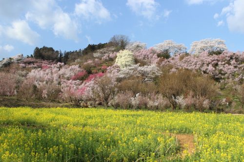 福島県福島市 花見山公園 2018年4月4日 IMG_7932