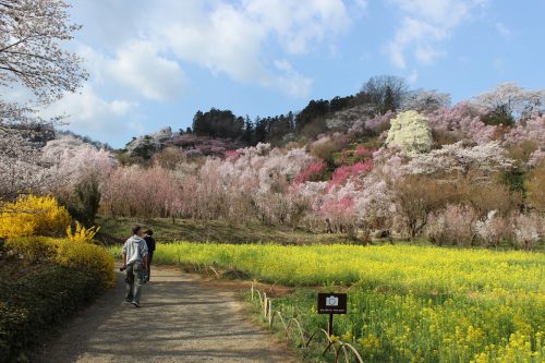 福島県福島市 花見山公園 2018年4月4日 IMG_7934