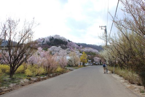 福島県福島市 花見山公園 2018年4月4日 IMG_7936