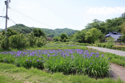 福島県福島市 花見山公園の情報2018年5月15日 IMG_1025