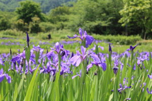 福島県福島市 花見山公園の情報2018年5月15日 IMG_1026