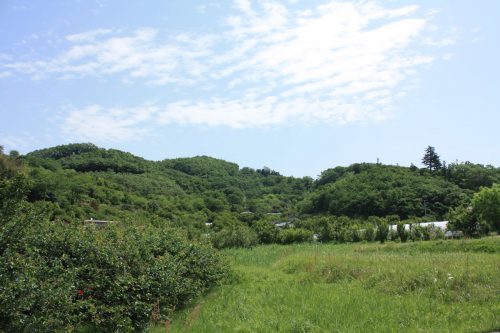 福島県福島市 花見山公園の情報2018年5月15日 IMG_1027