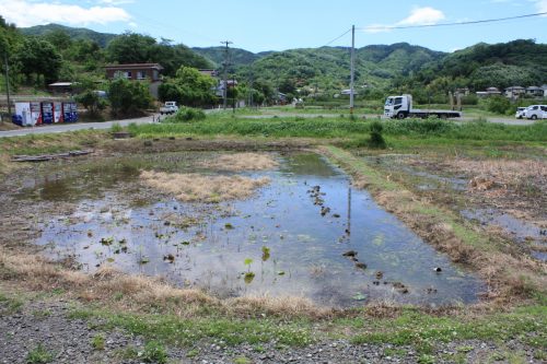 福島県福島市 花見山公園の情報2018年6月1日 IMG_1029