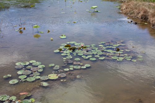 福島県福島市 花見山公園の情報2018年6月1日 IMG_1030