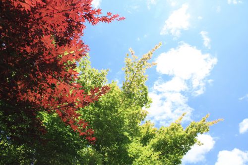 福島県福島市 花見山公園の情報2018年6月1日 IMG_1036