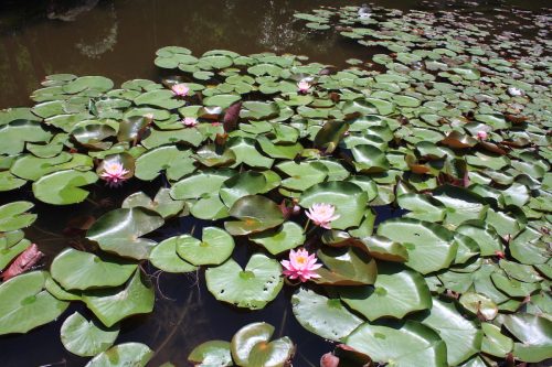 福島県福島市 花見山公園の情報2018年6月1日 IMG_1038