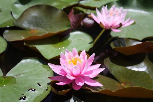 福島県福島市 花見山公園の情報2018年6月1日 IMG_1039