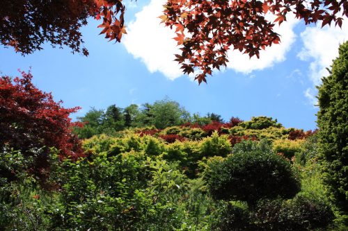 福島県福島市 花見山公園の情報2018年6月1日 IMG_1040