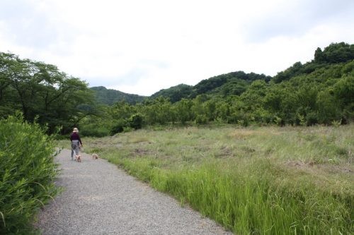 福島県福島市 花見山公園の情報2018年6月19日 IMG_4839