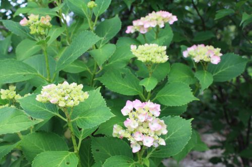 福島県福島市 花見山公園の情報2018年6月19日 IMG_4840