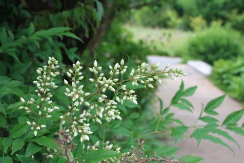 福島県福島市 花見山公園の情報2018年6月19日 IMG_4841