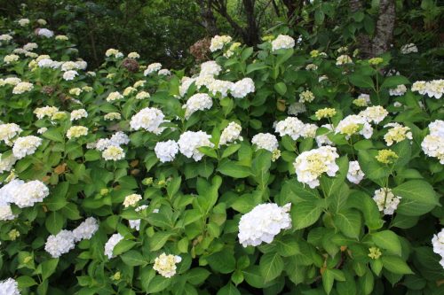 福島県福島市 花見山公園の情報2018年6月19日 IMG_4845