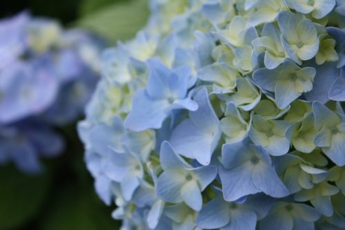 福島県福島市 花見山公園の情報2018年6月19日 IMG_4846