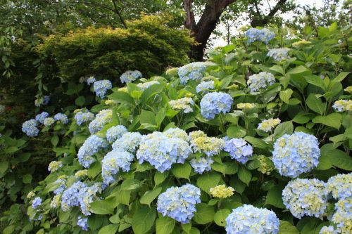 福島県福島市 花見山公園の情報2018年6月19日 IMG_4847