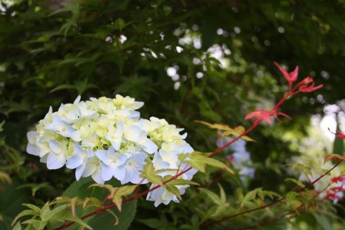 福島県福島市 花見山公園の情報2018年6月19日 IMG_4848