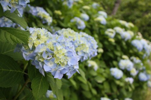 福島県福島市 花見山公園の情報2018年6月19日 IMG_4849