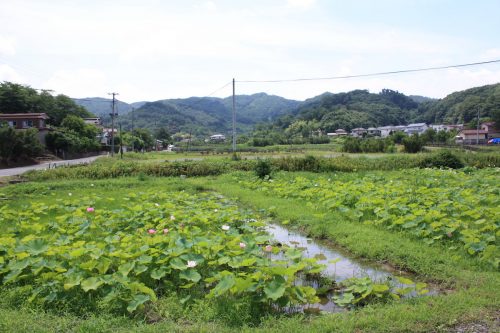 福島県福島市 花見山公園の情報 2018年7月12日 IMG_4906